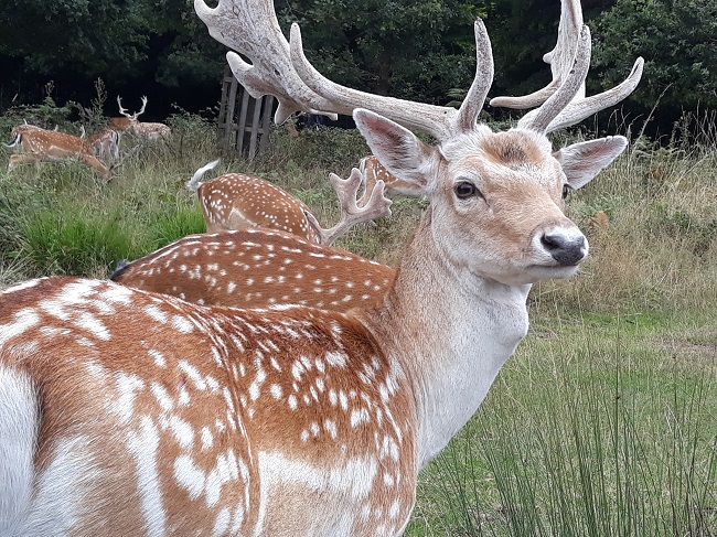 Richmond Park: Deer